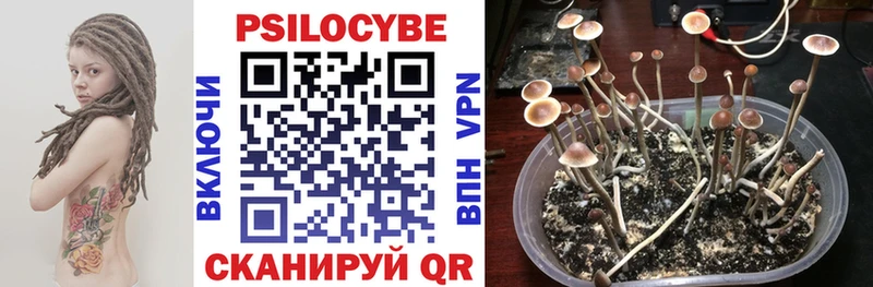 купить наркоту  omg сайт  Галлюциногенные грибы Psilocybe  Гулькевичи 